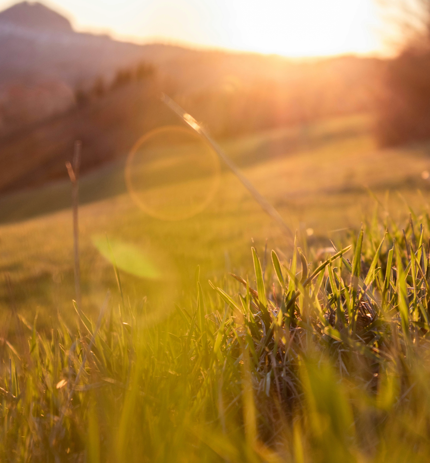 Grass at dusk